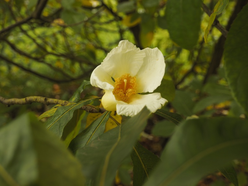 Franklinia alatamaha